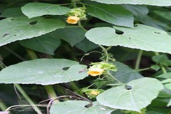 Thladiantha cordifolia